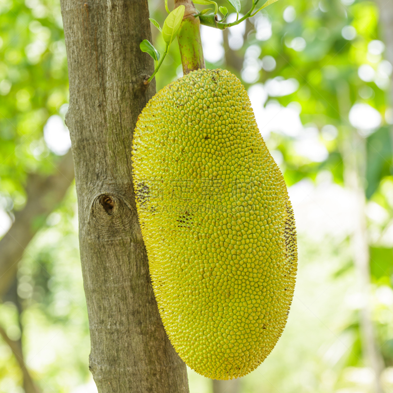 Jackfruit on the tree.