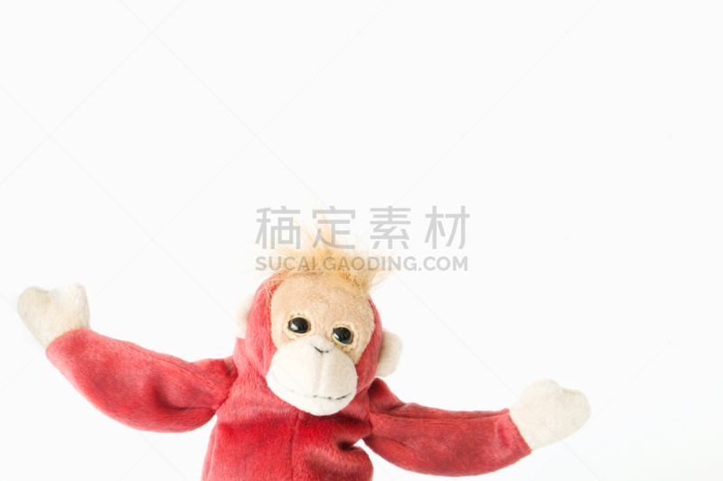 猴子,动物,幸福,白色背景,可爱的,请柬,华贵,野生动物,肖像,技能