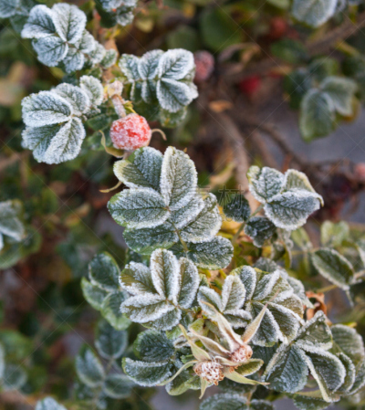 玫瑰,霜,狗,有包装的,野玫瑰果,枯萎的,冰晶,垂直画幅,公园,雪