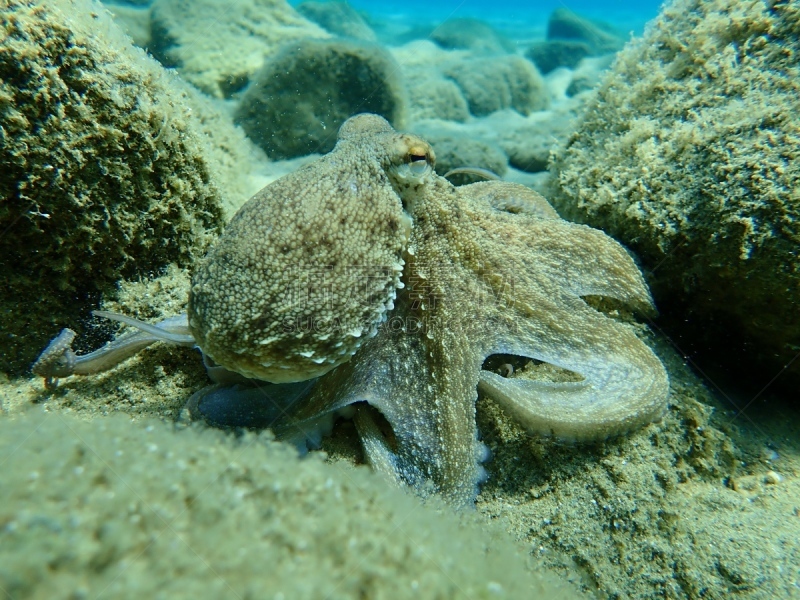 八爪魚,章鱼,自然,海洋生命,希腊,图像,爱琴海,海洋,自然美,无人