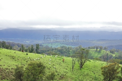 蓝山,桉树,新南威尔士,水平画幅,山,无人,户外,草,云景,多云