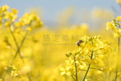 油菜花,农业,草,植物,蜜蜂,黄色,自然,螫针,抒情的,文字