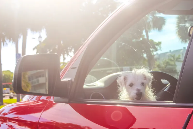 看 圣伯纳犬 水平画幅 陆用车 户外 皮卡车 凌乱 镜头眩光 商用车 热带气候图片素材下载 稿定素材