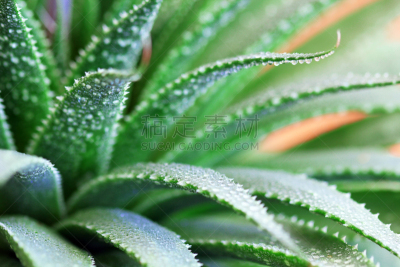 植物,芦荟,热带气候,植物学,仙人掌,盆栽植物,清新,热带的花,绿色
