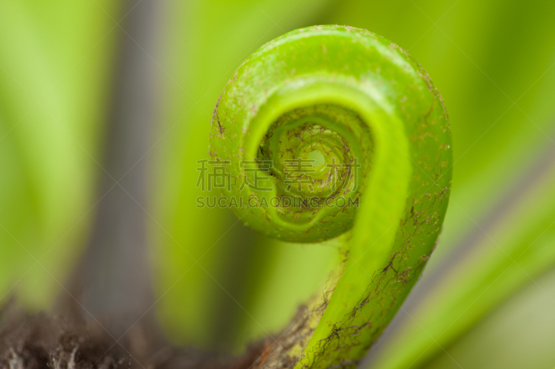 圆形,特写,大特写,燕窝蕨,自然美,自然,美,式样,新的,水平画幅