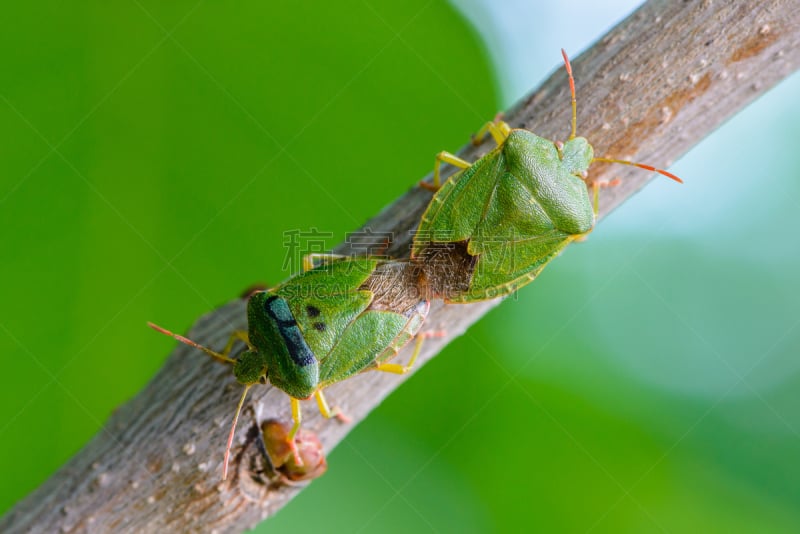 绿色,枝,早晨,泉,臭虫,两只动物,green shield bug,heteroptera,杀虫剂,自然