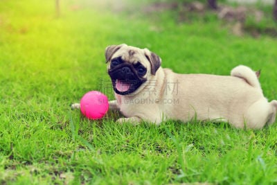 巴哥犬,幸福,可爱的,puggle犬,猎犬,哈巴狗,水平画幅,进行中,户外,泰国