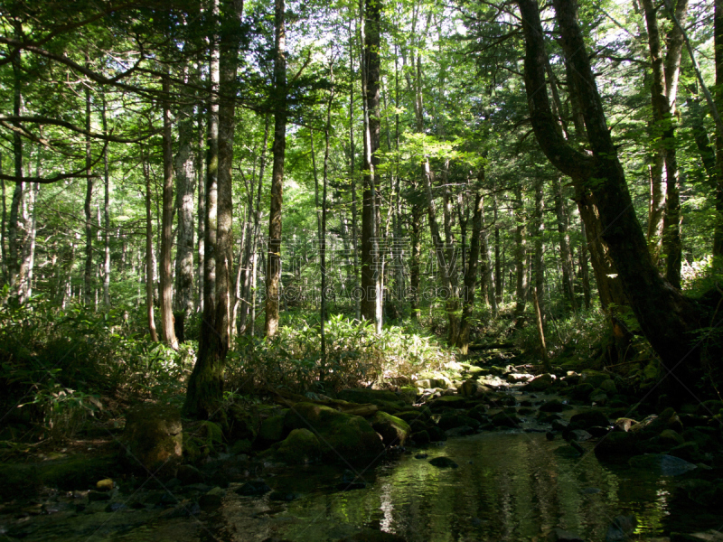 长野县,梓川,度假胜地,水平画幅,枝繁叶茂,夏天,户外,山,阿尔卑斯山脉,清新
