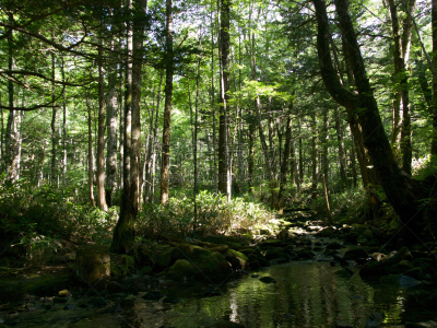长野县,梓川,度假胜地,水平画幅,枝繁叶茂,夏天,户外,山,阿尔卑斯山脉,清新