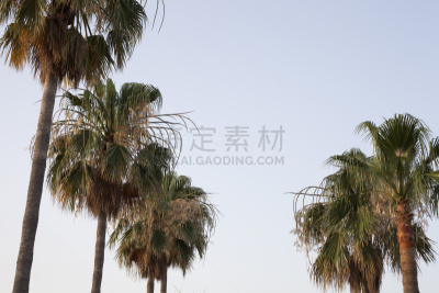 棕榈树,椰子树,天空,美,气候,水平画幅,枝繁叶茂,无人,夏天,户外