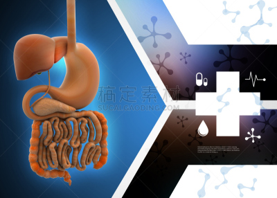人,顺序,胆囊,人类消化系统,有序,水平画幅,特写,做计划,计划书