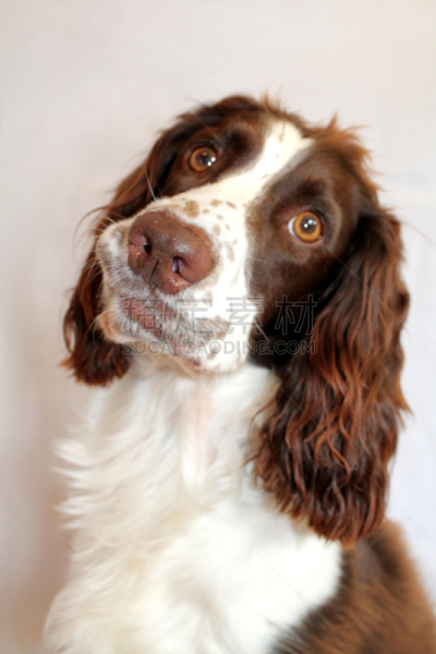 咬唇,英格兰斯普林斯班尼犬,训服,歪着脑袋,斯班尼犬,垂直画幅,纯种犬,可爱的,受过训练的狗,褐色眼睛