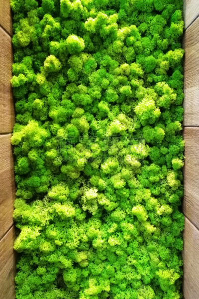 装饰物,背景,苔藓,四元素,华丽的,纹理效果,平视角,清新,自然界的状态,草