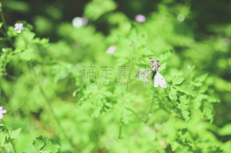 白蝴蝶,白色,小的,大白蝴蝶,夏天,饮料,草,彩色图片,植物学,花粉