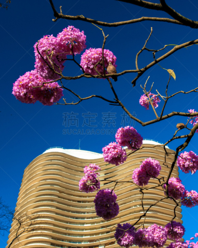 春天,自然,垂直画幅,无人,鸟类,巴西,孤鸽,花朵,贝洛奥里,摄影