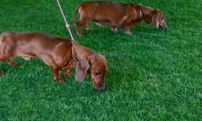 狗,腊肠犬,遛狗师,热狗腿,长的,短的,热狗服饰,受过训练的狗,钢毛德国猎犬,哈巴狗