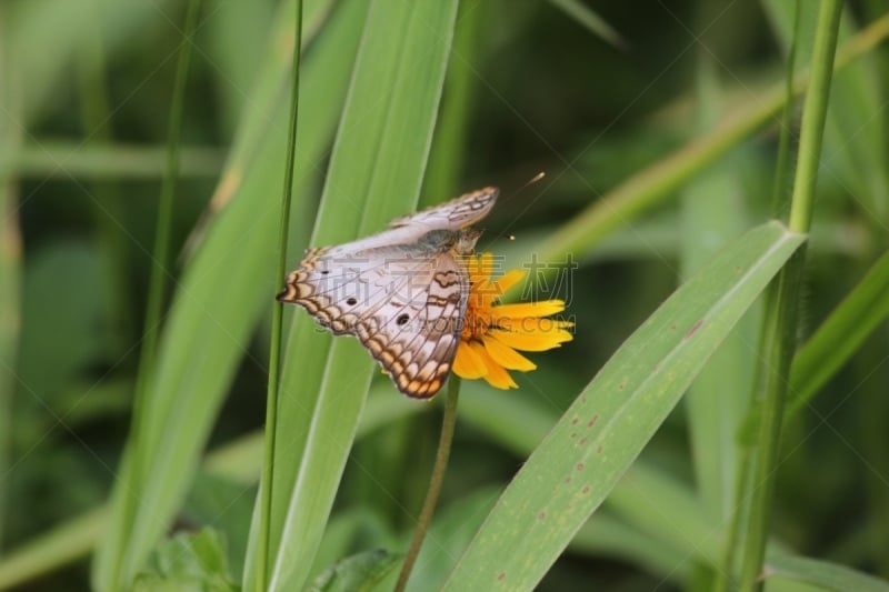 白孔雀铗蝶,Butterfly Garden,动物学,自然,菜园,野生动物,水平画幅,生物,蝴蝶,动物身体部位