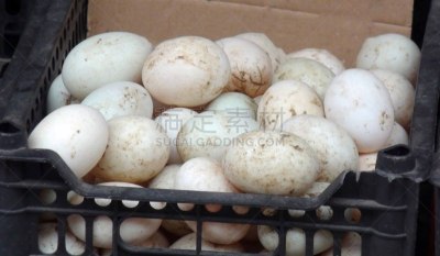 桂林,卵,广西壮族自治区,中国,阳朔县,篮子,街市,都市风光,清新,动物
