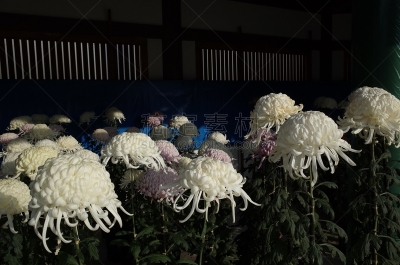 白色,菊花,大特写,传统,清新,仅一朵花,枝繁叶茂,自然美,植物,户外