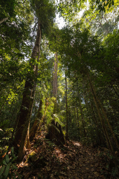 婆罗洲岛,雨林,尤脑香科树,重新造林,树冠,树梢,垂直画幅,枝繁叶茂,马来西亚,棕榈树