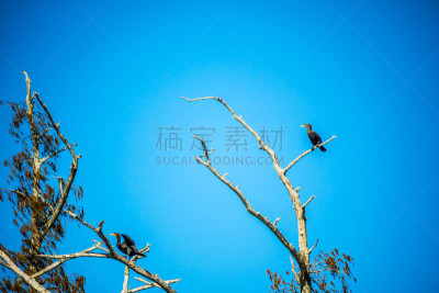 鸬鹚,路易斯安那州,鸟冠,对称,创世纪,野生动物,哺乳纲,草,动物,鸟类