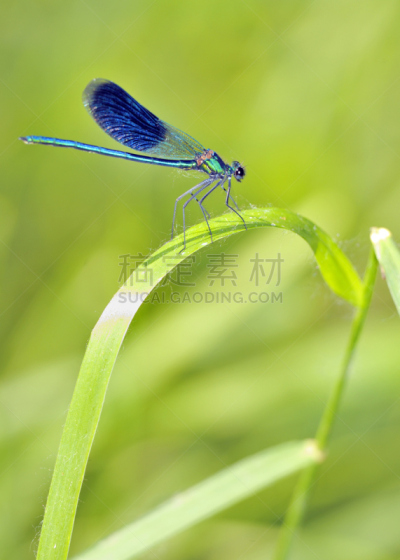 蓝蜻蜓,雷蒙,豆娘,自然,垂直画幅,褐色,式样,野生动物,蜻蜓,无人