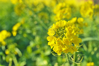 rape blossoms
ナノハナ