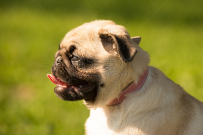 巴哥犬,公园,褐色,水平画幅,夏天,户外,草,特写,猎犬,白色