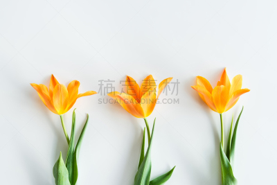 郁金香,黄色,看风景,概念,白色,背景,延龄草,成一排,分离着色,上装