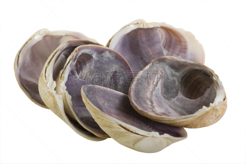 软体动物,贝壳,水栖哺乳动物,自然,褐色,水平画幅,彩色图片,无人,白色背景,组物体