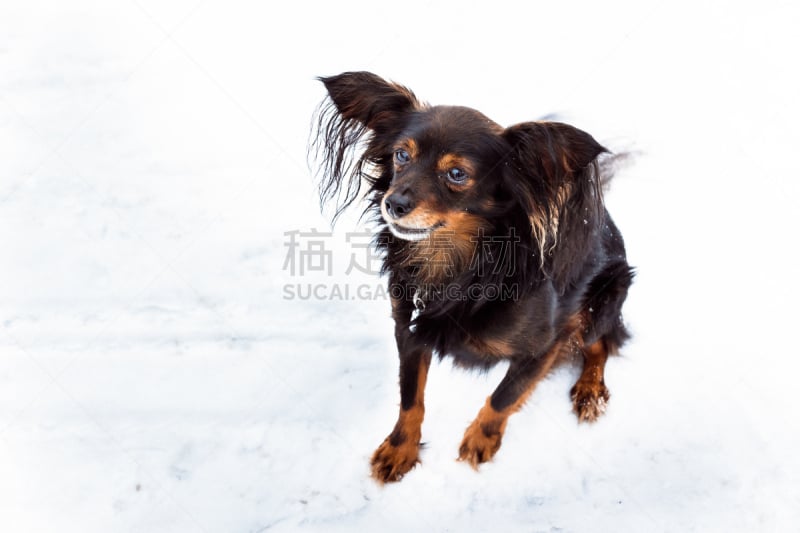 toy terrier,雪,背景,美,褐色,水平画幅,无人,梗犬,动物身体部位,户外