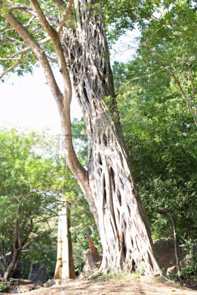 风景,枝,马里波萨郁金香,马林迪,垂直画幅,公园,无人,巨大的,户外,红杉