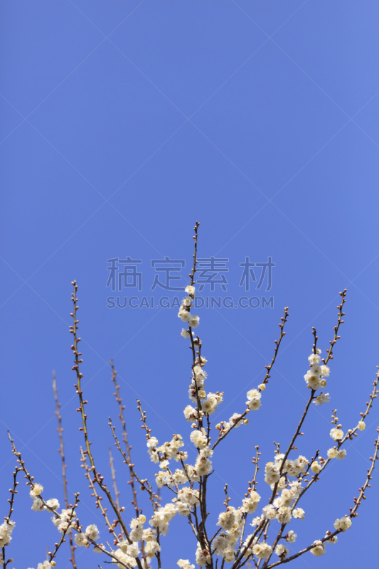 白色,梅花,早晨,偕乐园,垂直画幅,图像,日光,嫩枝,著名景点,茨城县