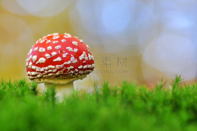 毒蝇菇,伞形毒菌,蘑菇,自然,水平画幅,秋天,无人,有毒生物体,斑点,草