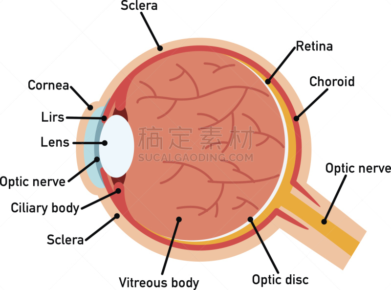 人的眼睛,绘画插图,图表,生物学,巩膜,健康保健,部分,药,睫状突