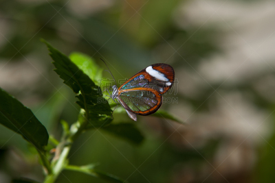 蝴蝶,扫帚,透翅蝶,星斑透翅蝶,留白,野生动物,水平画幅,热带雨林,特写,雨林