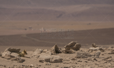 灰狐,野外动物,玻利维亚,南美,阿塔卡马沙漠,野生动物,橙色,哺乳纲,自然美,动物