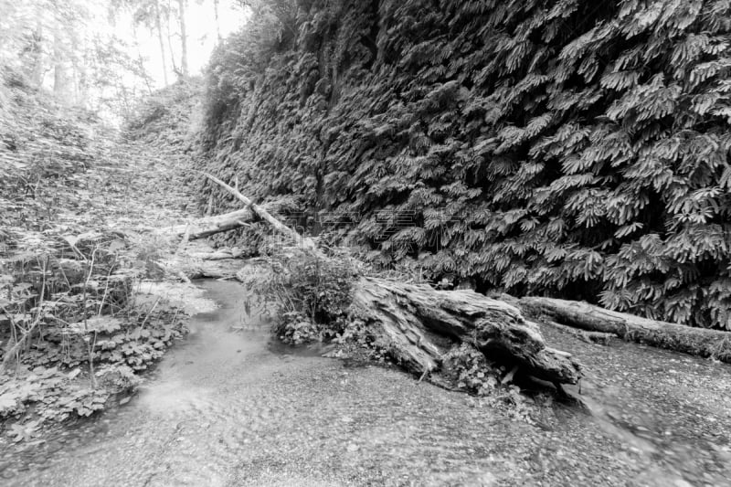 小溪,草原,蓓丽溪州立公园,羊齿峡谷,humboldt county,水,美,水平画幅,枝繁叶茂,无人