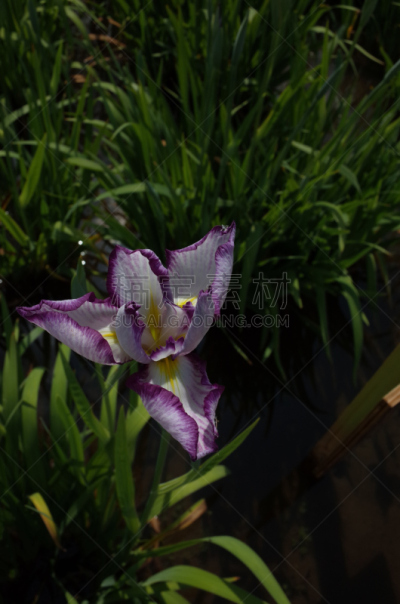 白色,鸢尾,紫色,黄色,垂直画幅,选择对焦,美,公园,无人,江户时代