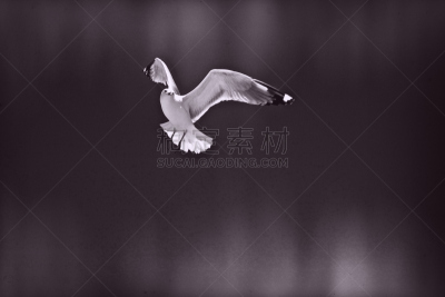 水平画幅,2015年,鸟类,寂寞,怪异,雷雨,大风雪,飞,摄影