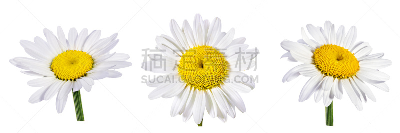 甘菊,分离着色,洋甘菊茶,雏菊,花卉花环,美,水平画幅,夏天,开花时间间隔,白色