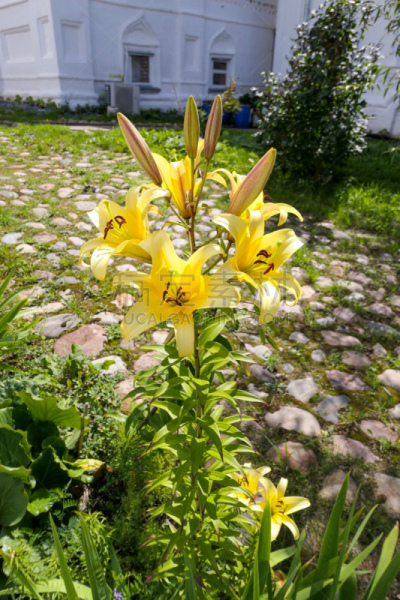 夏天,黄色,百合花,菜园,尼斯,东正教,人的头部,户外,季节,春天