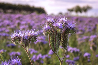 田地,phacelia,特写,自然,草地,非都市风光,水平画幅,无人,bee plant,夏天