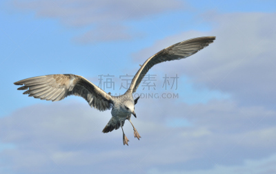 食海藻海鸥,少年早期,正面视角,天空,美,风,水平画幅,鸟类,大西洋,动物身体部位