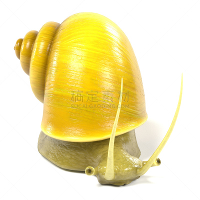 苹果螺,鱼缸,形状,可爱的,绘画插图,方形画幅,蜗牛,计算机制图,宠物,水族馆