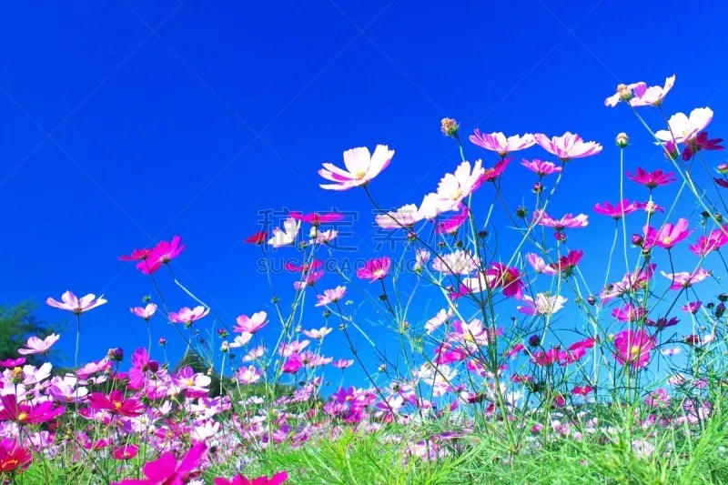 大波斯菊 田地 札幌 北海道 美 草原 芳香的 水平画幅 无人 夏天图片素材下载 稿定素材 大波斯菊 田地 札幌 北海道 美 草原 芳香的 水平画幅 无人 夏天图片素材下载 稿定素材