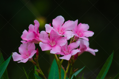 BellFlower