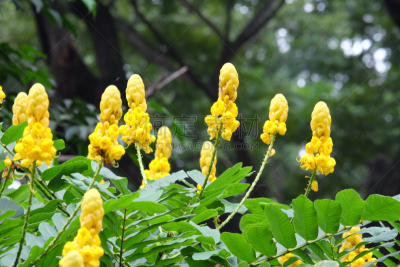癣菌,灌木,黄色,锡耶纳,自然,美,水平画幅,印度,花蕾,植物