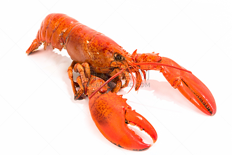 龙虾,白色,分离着色,躯干,煮食,水平画幅,膳食,海产,动物身体部位,肉