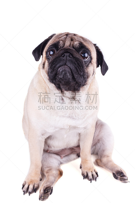 狗 巴哥犬 悲哀 分离着色 向上看 可爱的 纯种犬 背景分离 肖像 哺乳纲图片素材下载 稿定素材